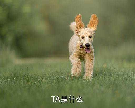 ta58是什么,58同城是什么?请稍等整理答案