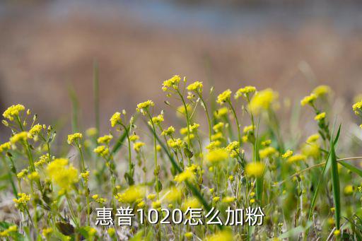 惠普1020怎么加粉